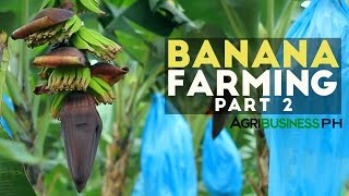 How to grow Banana Tree Part 2  Banana Farm Management  Agribusiness Philippines [upl. by Nodnorb]