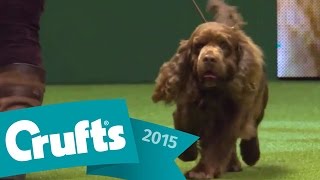 Flat Coated Retriever wins Gundog Group Judging  Crufts 2015 [upl. by Karia625]