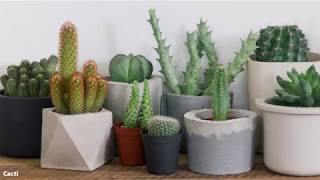 How to Grow Succulents and Cacti  Mitre 10 Easy As Garden [upl. by Ahsenad]