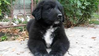 Romanian Raven Shepherd Dog  Haiduc Ciobanesc corb [upl. by Irihs660]