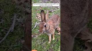 This family rescued a rabbit that was stuck in the backyard fence and then animalshorts [upl. by Ylrebmyk]