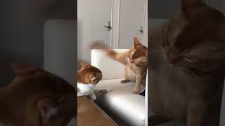 Orange Cattitude adjustments cats catlover catvideos tabbycat orangecat [upl. by Eidnam298]