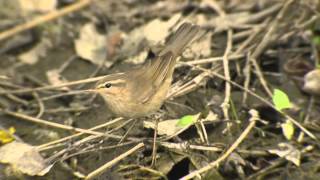 Dusky Warbler Phylloscopus fuscatus [upl. by Tory]