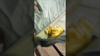 CABBAGE WORM EGGS [upl. by Ariam]