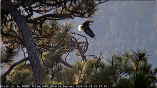 Jackie and Shadows night conversations FOBBV CAM Big Bear Bald Eagle Live Nest Cam1Wide View Cam2 [upl. by Erkan96]