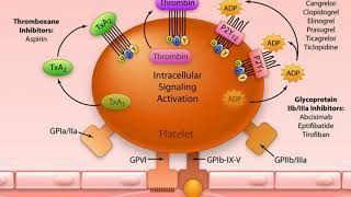 Antiplatelet vs Anticoagulant [upl. by Notpmah]