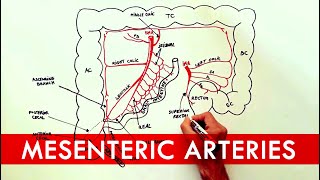 Anatomy tutorial  The Mesenteric Arteries [upl. by Phelips]