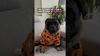 Cute Pug is READY For Halloween 🐶🎃 [upl. by Miche]