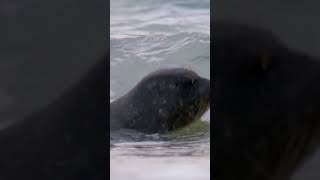 Baby seals first swim naturepbs animalshorts seal wildlife ocean [upl. by Bergmans]