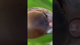 AlgaeEating Nerite Snail Munching Along the Glass An Essential Part of the Aquarium Clean UpCrew [upl. by Asreht]