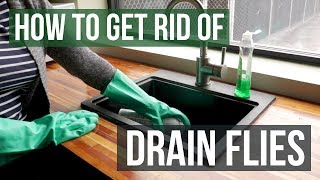 How to Get Rid of Drain Flies 4 Easy Steps [upl. by Antonietta]