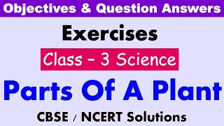 Parts Of A Plant  Class  3  Science  Exercises and Question Answers CBSE  NCERT [upl. by Lochner]