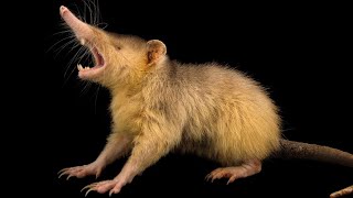 The Mysterious Solenodon Revealed [upl. by Treble]