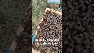 Reine buckfast F0 buckfast apiculture [upl. by Acissej]