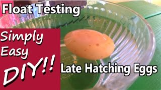 Late Overdue Hatching Float Testing Egg Viability [upl. by Dlanigger]