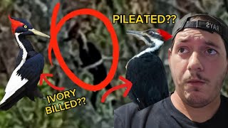 NEW Picture and Video PROOF of an Ivory Billed Woodpecker [upl. by Sueahccaz]