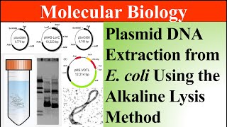 Plasmid DNA Extraction from E coli Using the Alkaline Lysis Method MASMentorUrduHindi [upl. by Mark549]