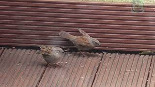 Prunella Modularis acasalamento mating paring birds passaros vogel [upl. by Falo]