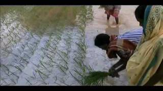 Paddy transplantation [upl. by Lrat]