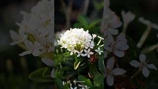 Bunga Ixora coccinea Jungle Geranium  Flame of the Woods  Jungle Flame  Pendkuli [upl. by Dadivitan]