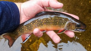 NC Small Stream Fly Fishing  91324 [upl. by Daahsar]