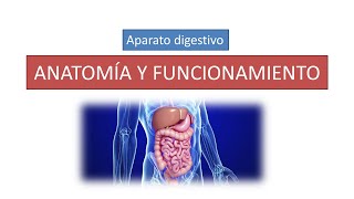 Anatomía y funcionamiento del aparato digestivo [upl. by Dannica]