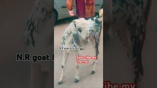 Makki Cheena gujri bakra shortviralvideo youtube share animals treding NR goat amp birds lover [upl. by Inalaek]