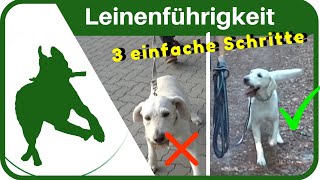 LEINENFÜHRIGKEIT dem Hund in 3 SCHRITTEN das Leine ziehen abgewöhnen  ganz einfach [upl. by Renita]