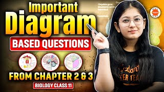 Diagram Based Questions Biological classification amp Plant kingdom Class 11 Biology  CBSE [upl. by Selmore160]