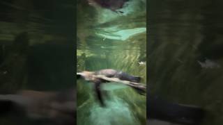 CUTE MAGELLANIC PENGUINS in Tropicarium Park shorts italy tropicarium penguin cute magellanic [upl. by Keverne]