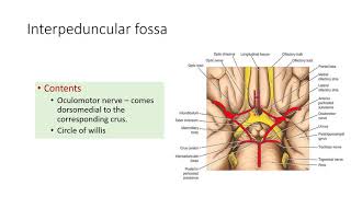 Interpeduncular fossa [upl. by Syl366]