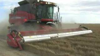 Chickpea Harvesting Australia [upl. by Ynalem850]