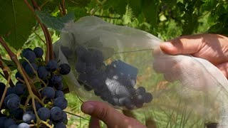 China wine industry looks to breed climate resilience  AFP [upl. by Mcgean46]