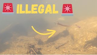 This Bass fishing rig is ILLEGAL [upl. by Sucramd]