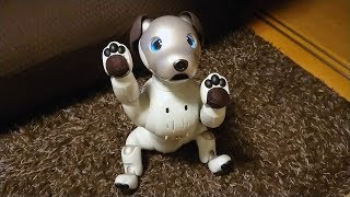 aiboは芸を記憶出来ます。  I teach Aibo the trick 【アイボ】 [upl. by Adnaw98]