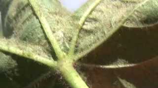 Spider mites in cotton [upl. by Shaer302]