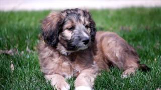 Bordoodle Puppies  Mountain Rose Borderdoodles  Hybrid cross between Border Collie and Poodle [upl. by Diana]