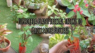 EUPHORBIA PLANT SPECIAL TRICKS TO GROW MORE FLOWERSgardening [upl. by Anna-Diane]