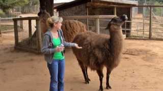 Llama spitting on me [upl. by Rich]