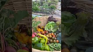 Fall Harvest with broccoli harvest harvesttime garden growyourownfood broccoli tomato peas [upl. by Elsi75]