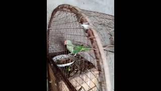 Java sparrow  ImranShah pets vlogs [upl. by Yelehsa]