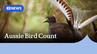 Aussie Bird Count encourages citizen scientists to collect data  ABC News [upl. by Fairman]