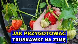 Nie Zimuj tak Truskawek Jak Przygotować Truskawki na Zimę w Gruncie Donicy Beczce Kora Nawożenie [upl. by Repsag]