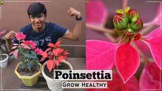 Poinsettia Complete Care  Poinsettia Care in Summer  How to grow healthy [upl. by Enilaf445]