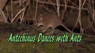 Antechinus Dances with Ants [upl. by Other]