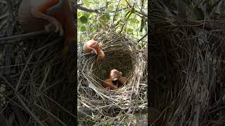 A baby common babbler bird sits on top of the nest P 1 shortsvideo ytshortsvideo [upl. by Brannon]