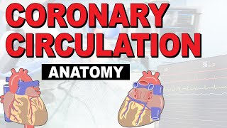 The Anatomy of the Coronary Circulation [upl. by Ylek]