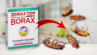 Homemade Way To Kill Roaches Its Easy [upl. by Eceinal]