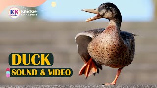 Duck Sound Duck Sounds Quacking Sounds of Ducks Duck Sound Effects and Duck Calls [upl. by Nawtna]