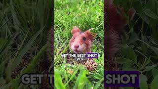 😱 WILD Hamster VS Photographer😱 animals nature [upl. by Klayman]